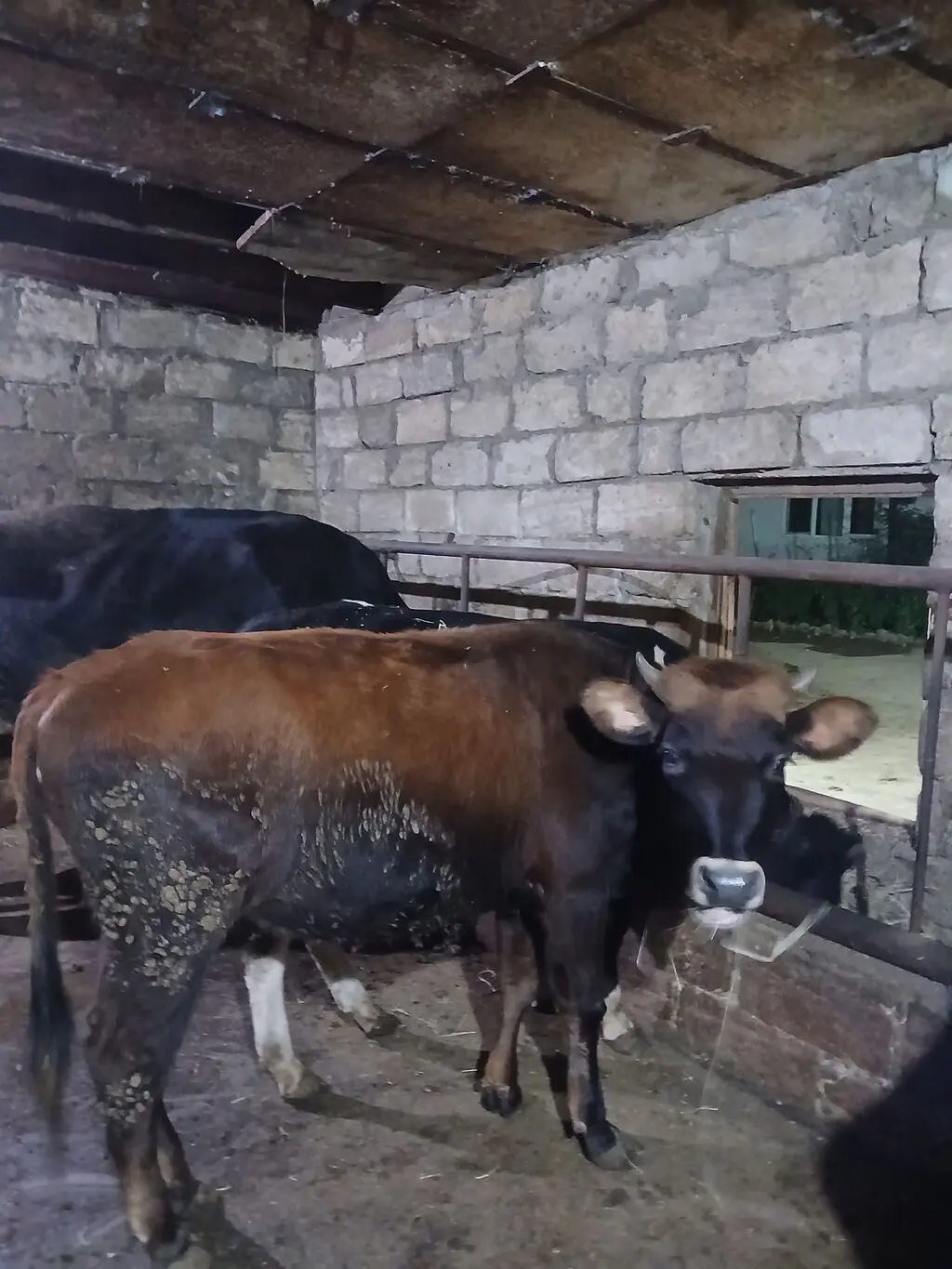 Danalar — Heyvanlar, Quşlar, Balıqlar, Bakı