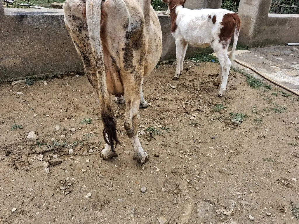 Balalı inək — Heyvanlar, Quşlar, Balıqlar, Xırdalan