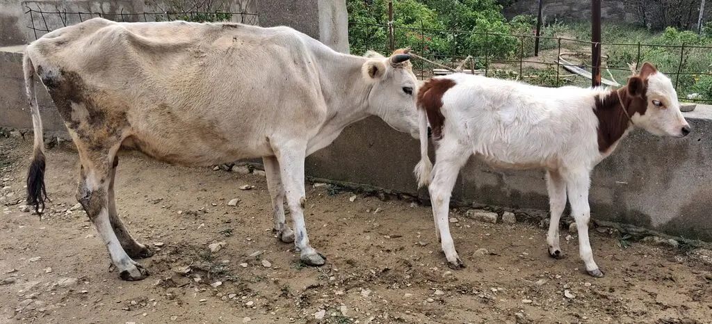 Balalı inək — Heyvanlar, Quşlar, Balıqlar, Xırdalan