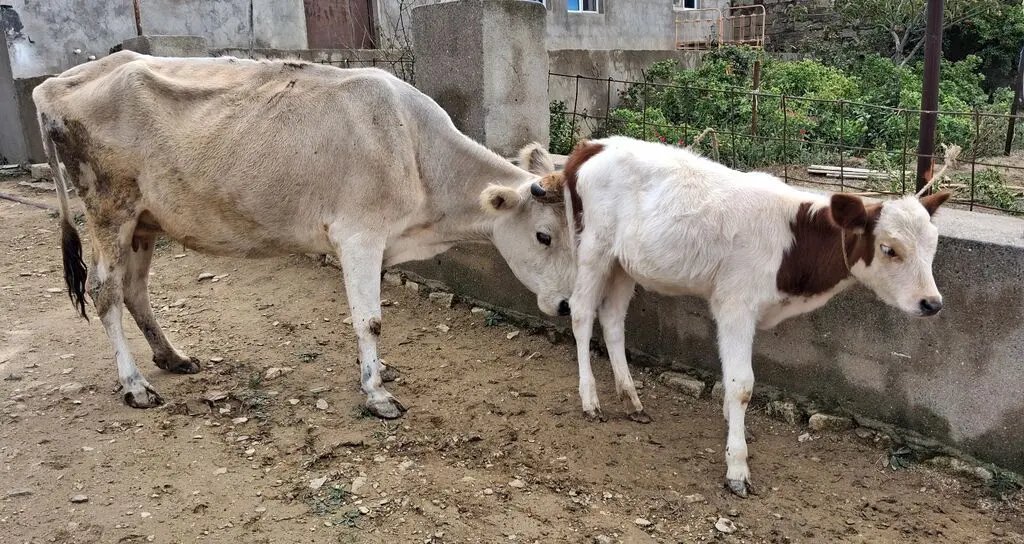 Balalı inək — Heyvanlar, Quşlar, Balıqlar, Xırdalan