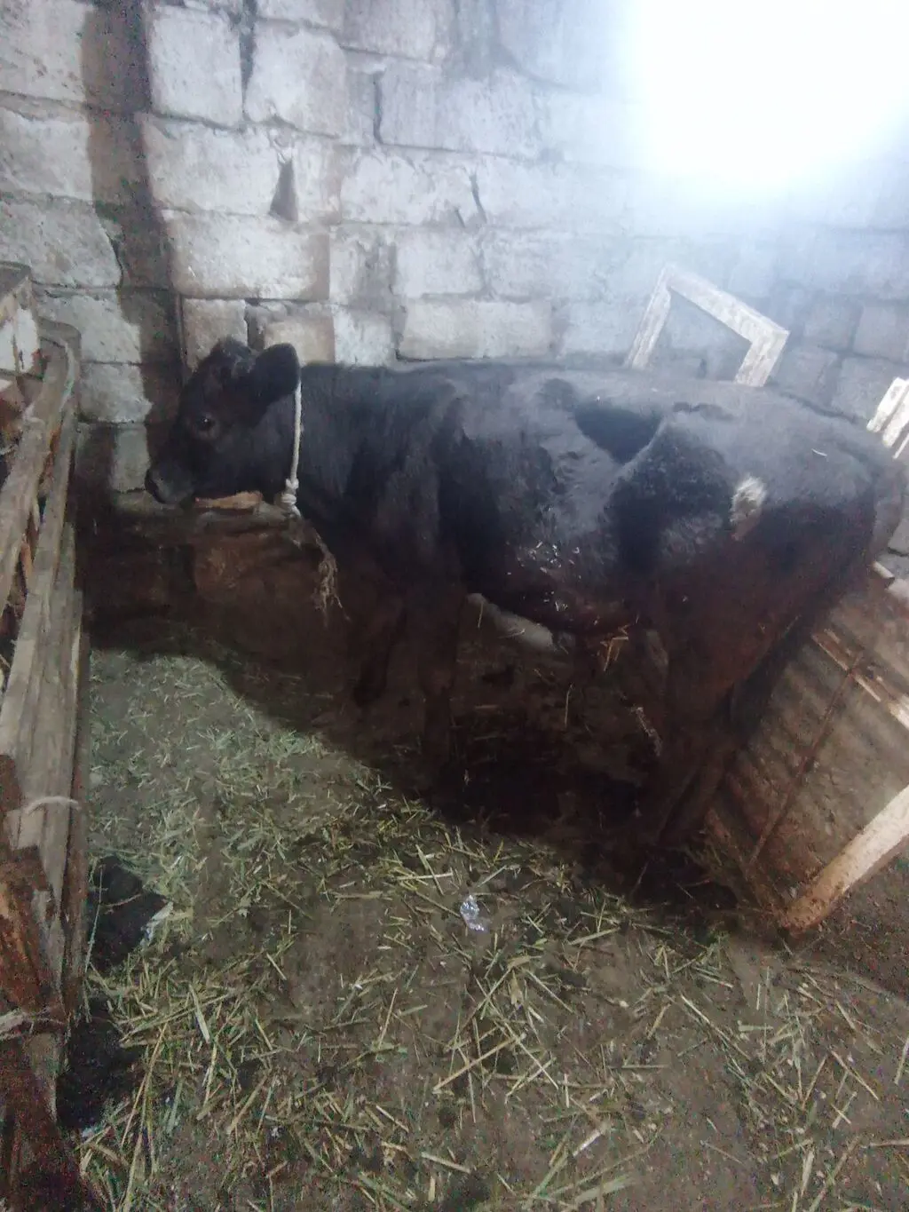 Balalı inək — Heyvanlar, Quşlar, Balıqlar, Xırdalan