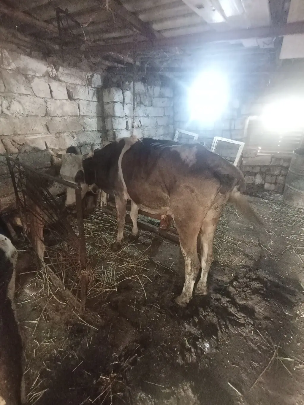 Balalı inək — Heyvanlar, Quşlar, Balıqlar, Xırdalan