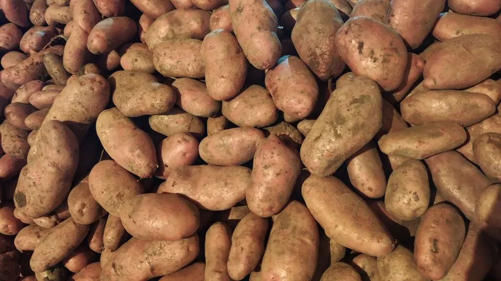 Potato — Vegetables and Greens, Gadabey