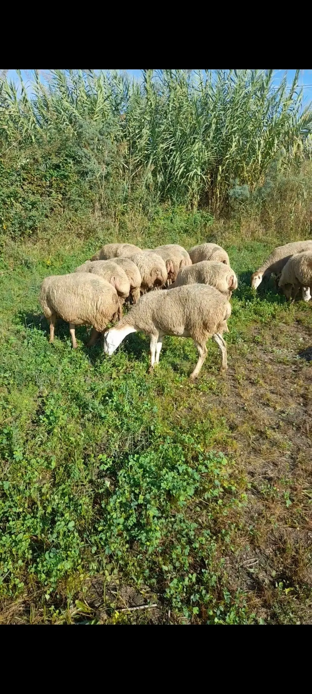 Qoyunlar — Heyvanlar, Quşlar, Balıqlar, İmişli
