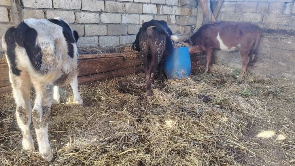 Danalar — Heyvanlar, Quşlar, Balıqlar, Xudat