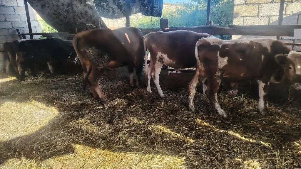 Danalar — Heyvanlar, Quşlar, Balıqlar, Xudat