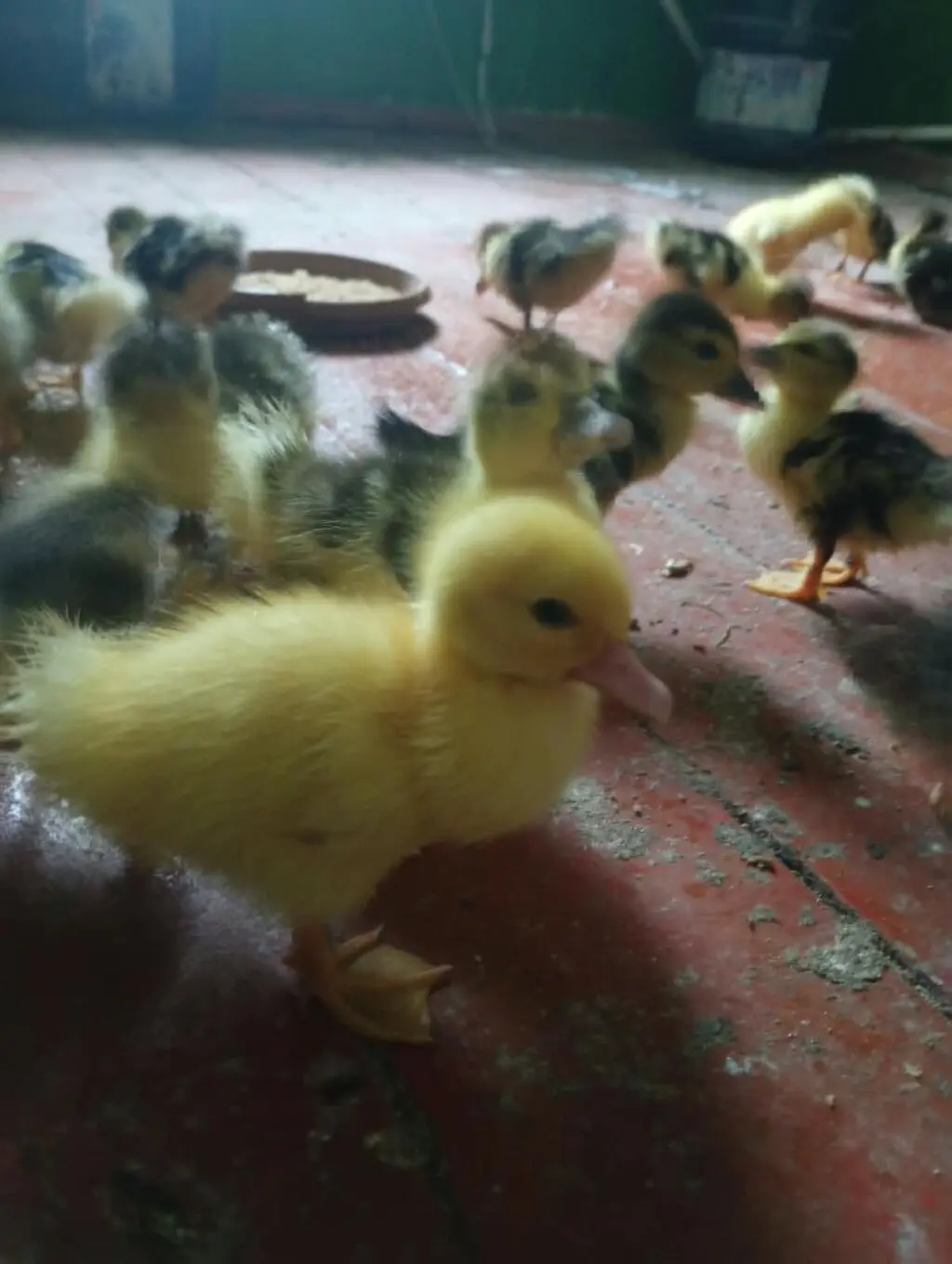 Ördək balası — Heyvanlar, Quşlar, Balıqlar, Bakı