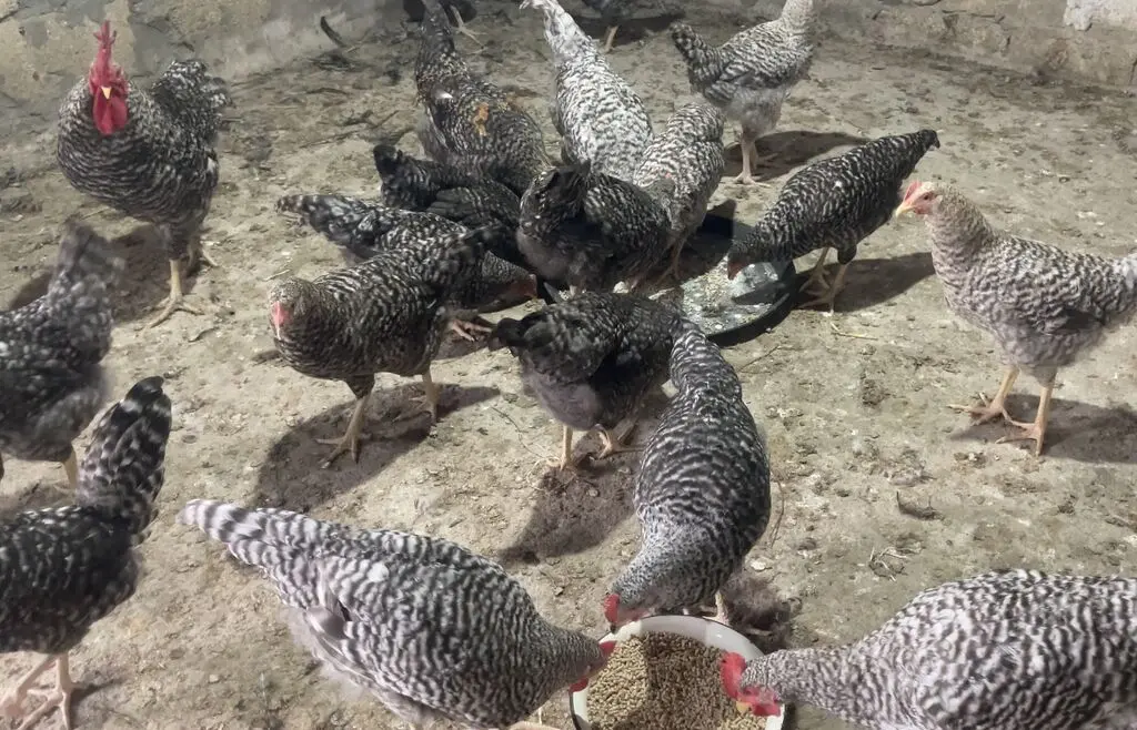 Toyuqlar — Heyvanlar, Quşlar, Balıqlar, Bakı