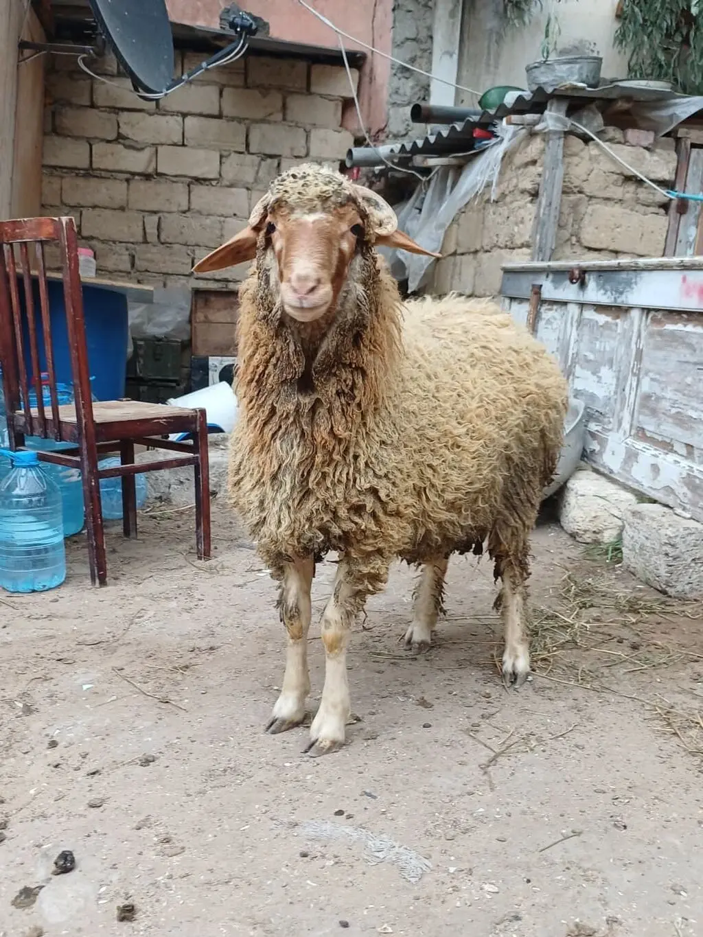 Qoç — Heyvanlar, Quşlar, Balıqlar, Bakı