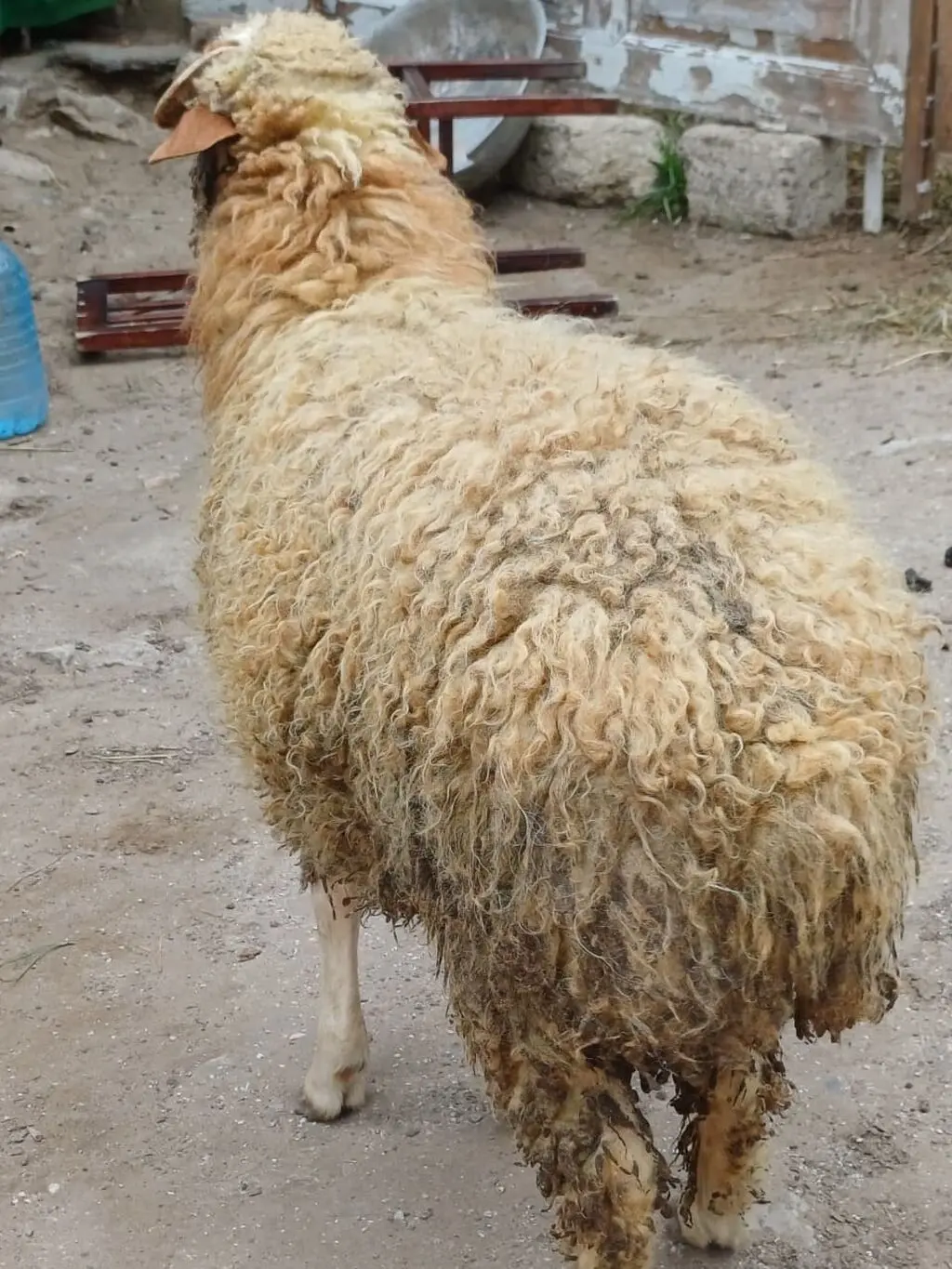 Qoç — Heyvanlar, Quşlar, Balıqlar, Bakı
