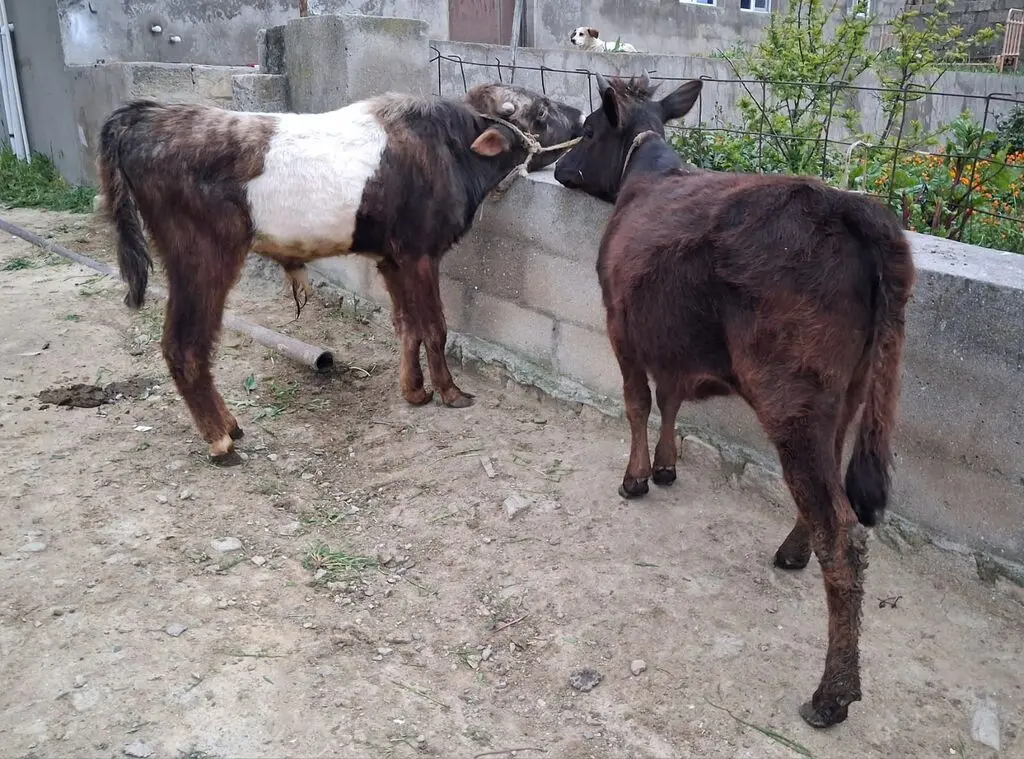 Danalar — Heyvanlar, Quşlar, Balıqlar, Bakı