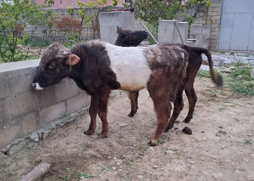 Danalar — Heyvanlar, Quşlar, Balıqlar, Bakı