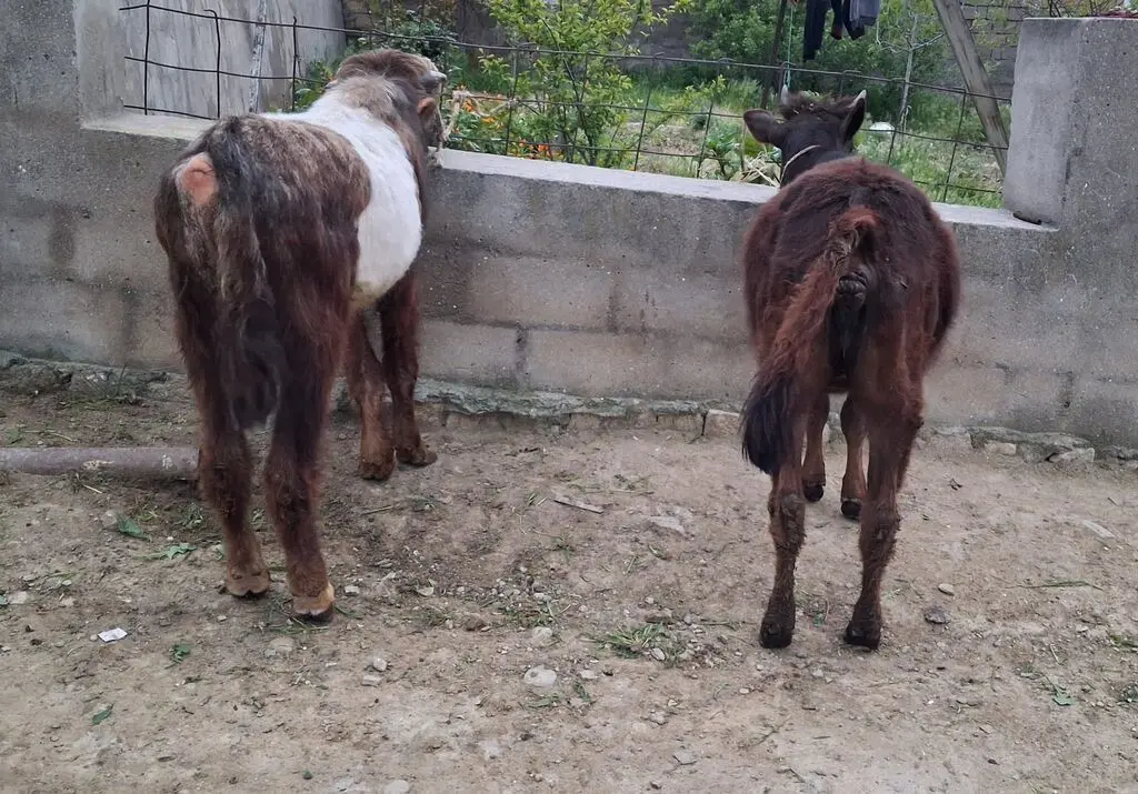 Danalar — Heyvanlar, Quşlar, Balıqlar, Bakı