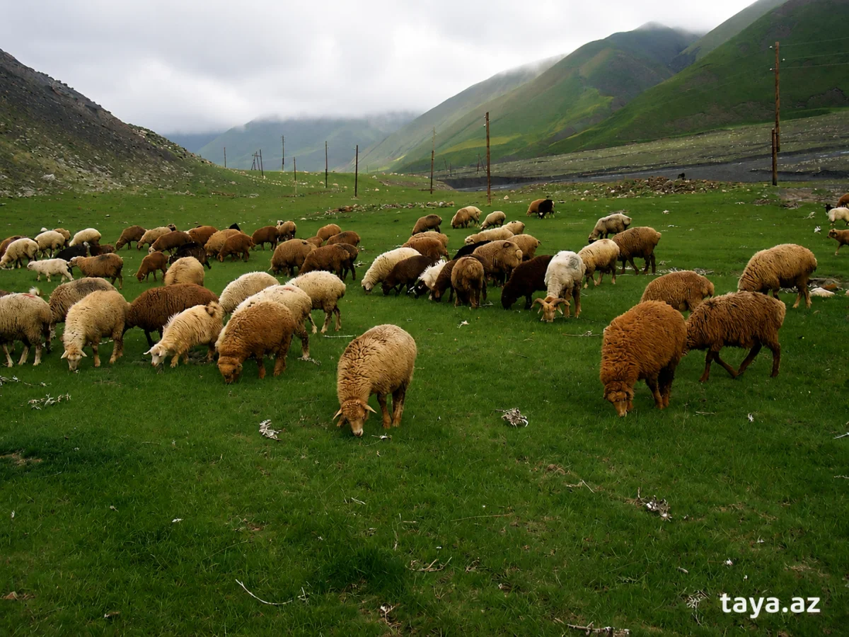 Qoyun — Heyvanlar, Quşlar, Balıqlar, Xaçmaz