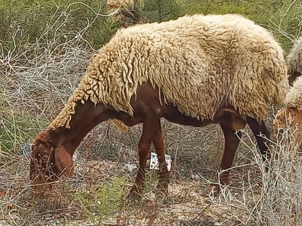 Qoyunlar — Heyvanlar, Quşlar, Balıqlar, Bakı