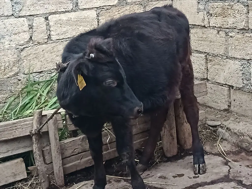Buzov — Heyvanlar, Quşlar, Balıqlar, Quba