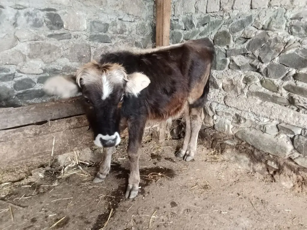 Buzov — Heyvanlar, Quşlar, Balıqlar, Qəbələ