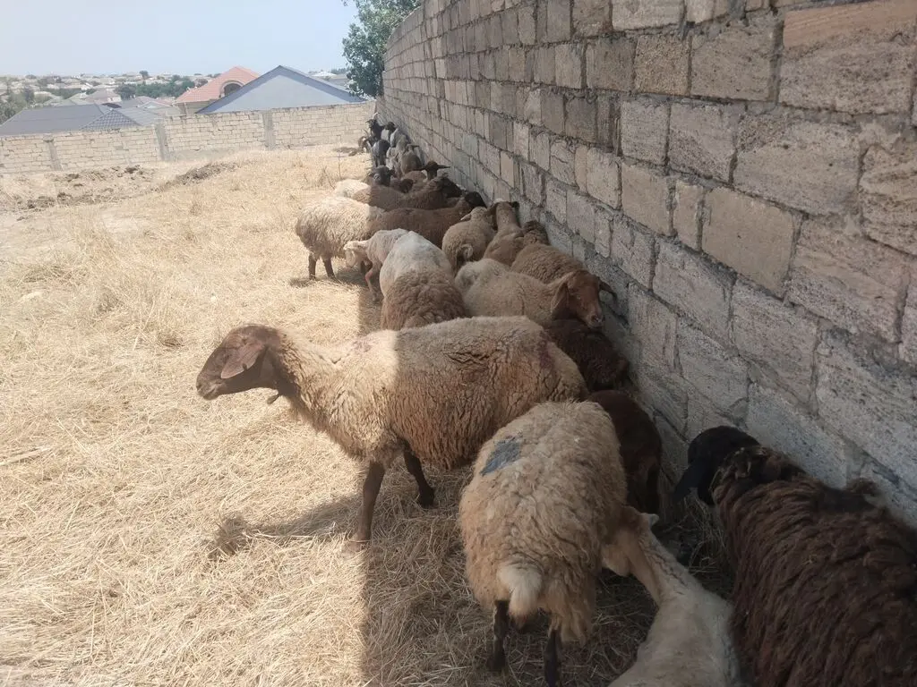 Qoyunlar — Heyvanlar, Quşlar, Balıqlar, Bakı