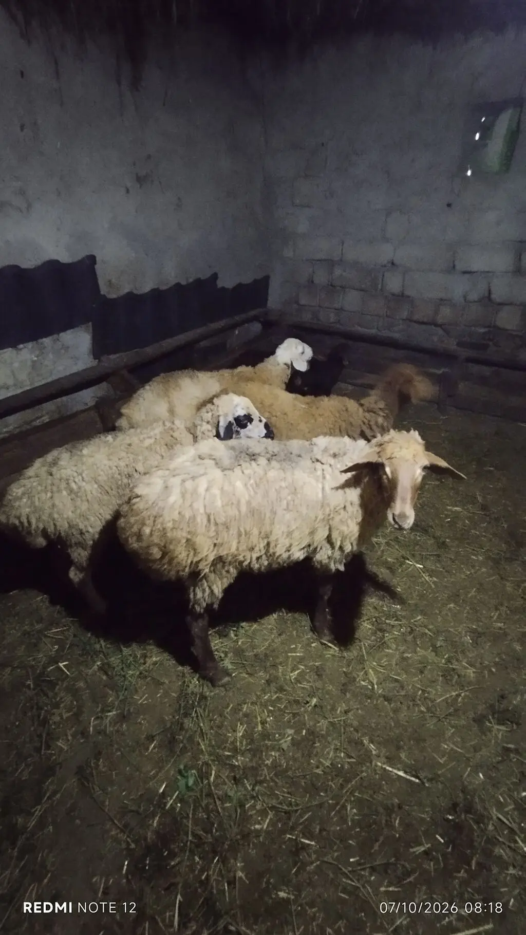 Quzular — Heyvanlar, Quşlar, Balıqlar, Siyəzən