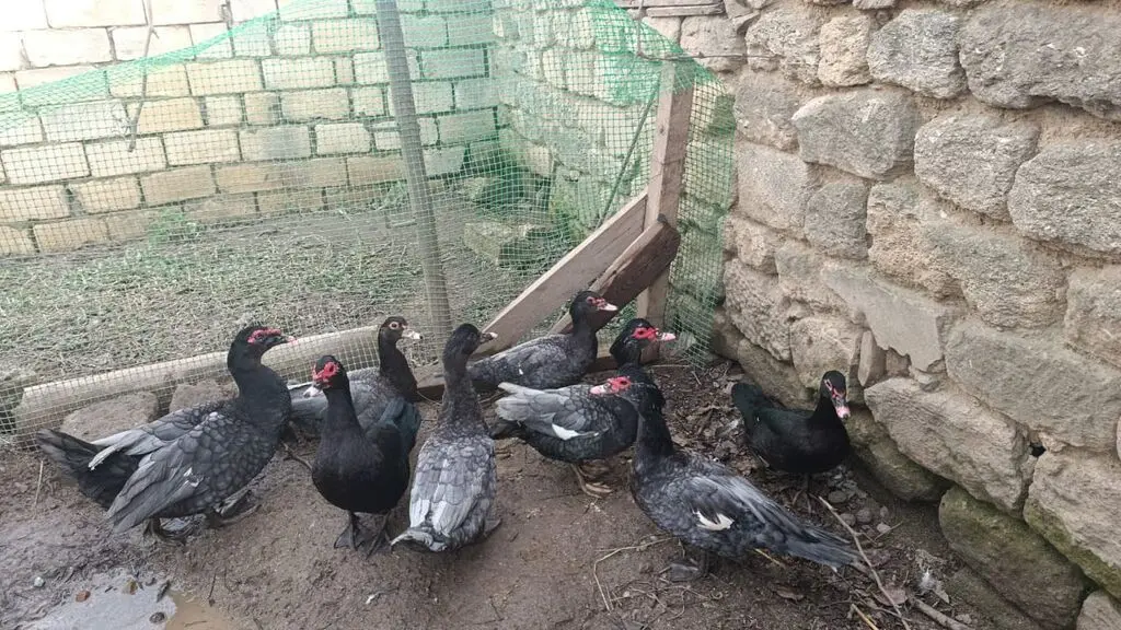 Ördəklər — Heyvanlar, Quşlar, Balıqlar, Bakı
