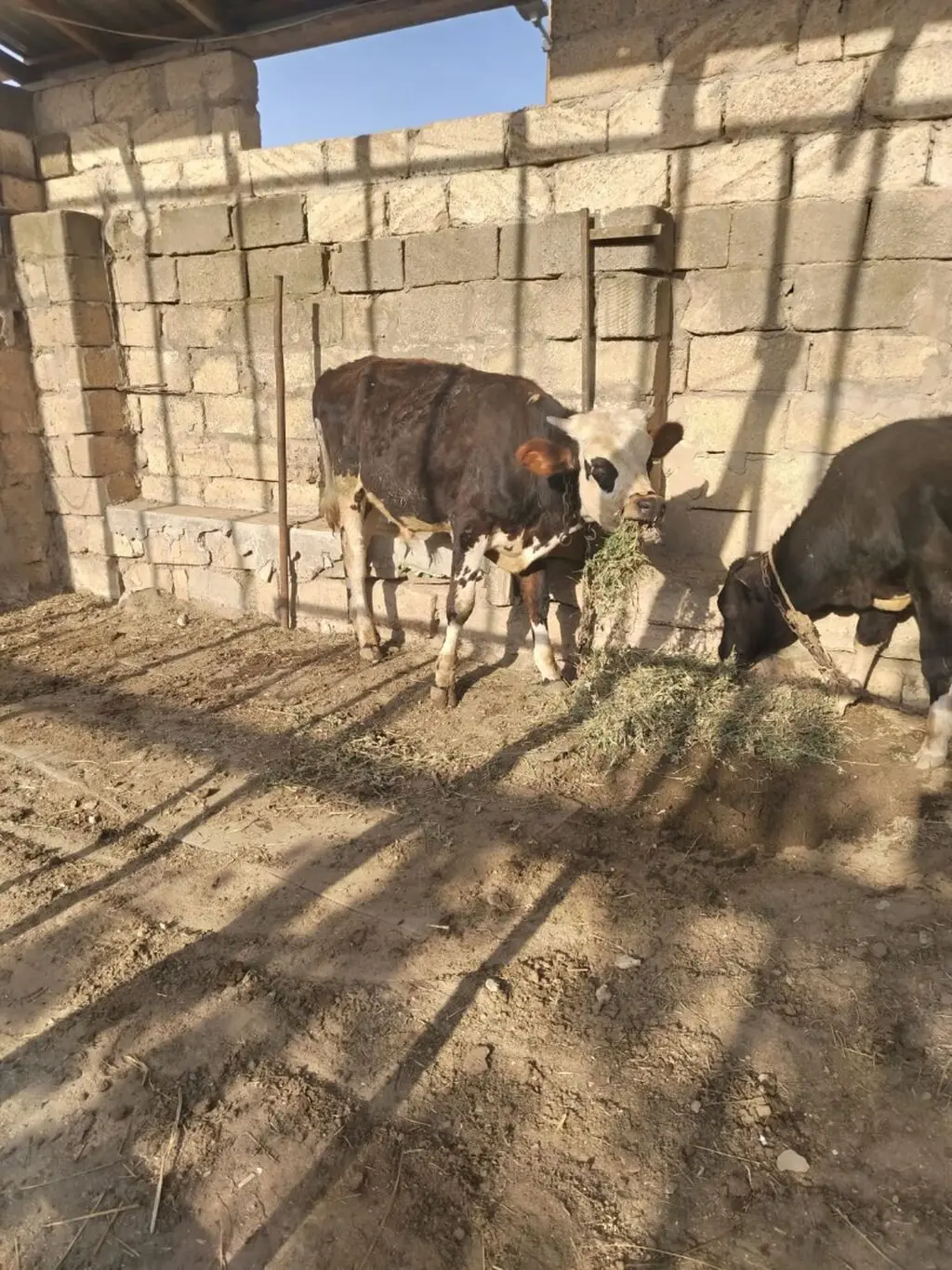 Danalar — Heyvanlar, Quşlar, Balıqlar, Bakı