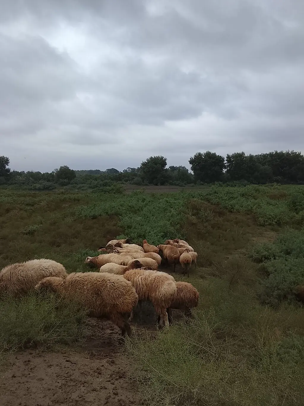 Qoyunlar — Heyvanlar, Quşlar, Balıqlar, Şirvan