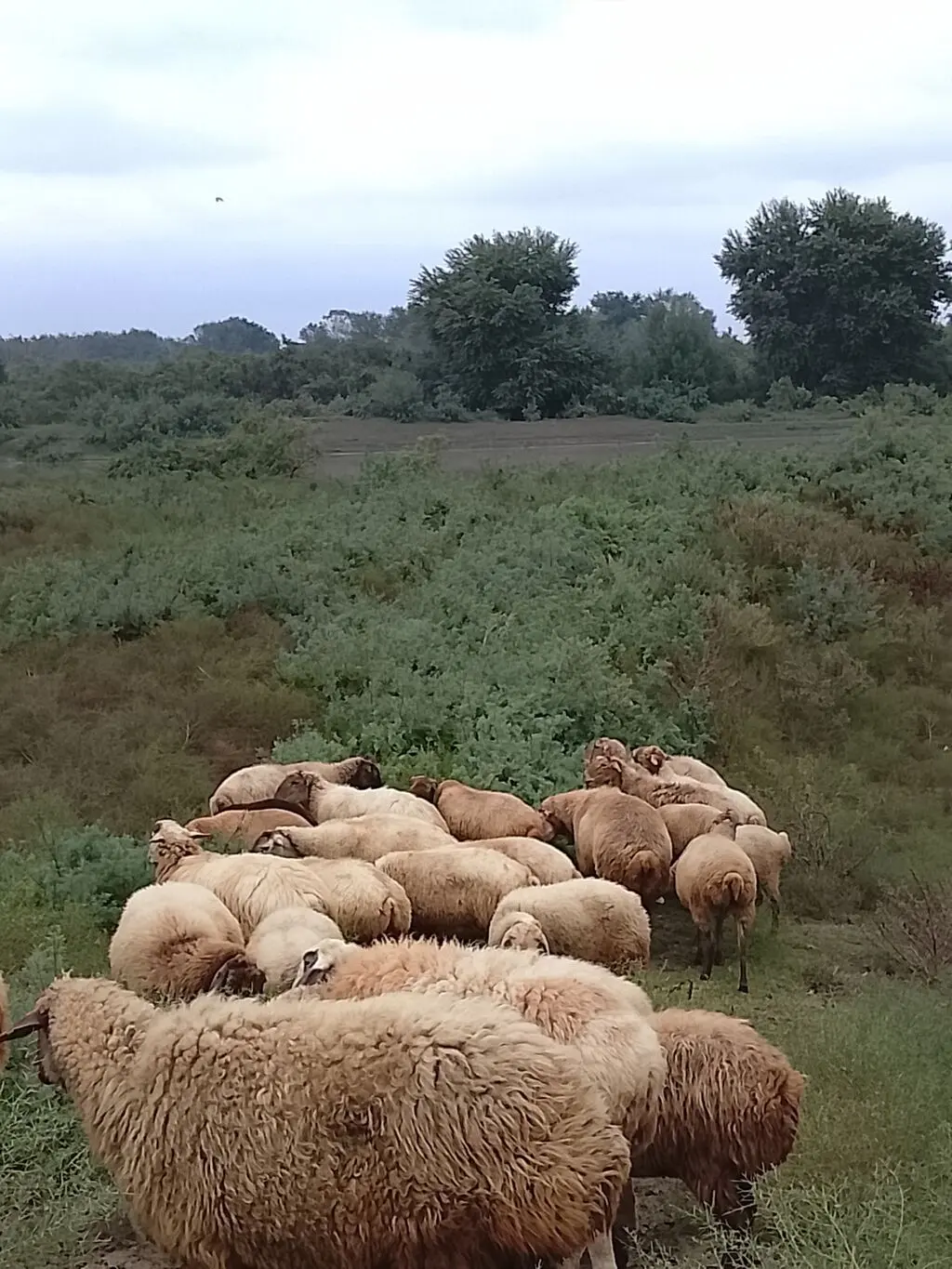 Qoyunlar — Heyvanlar, Quşlar, Balıqlar, Şirvan