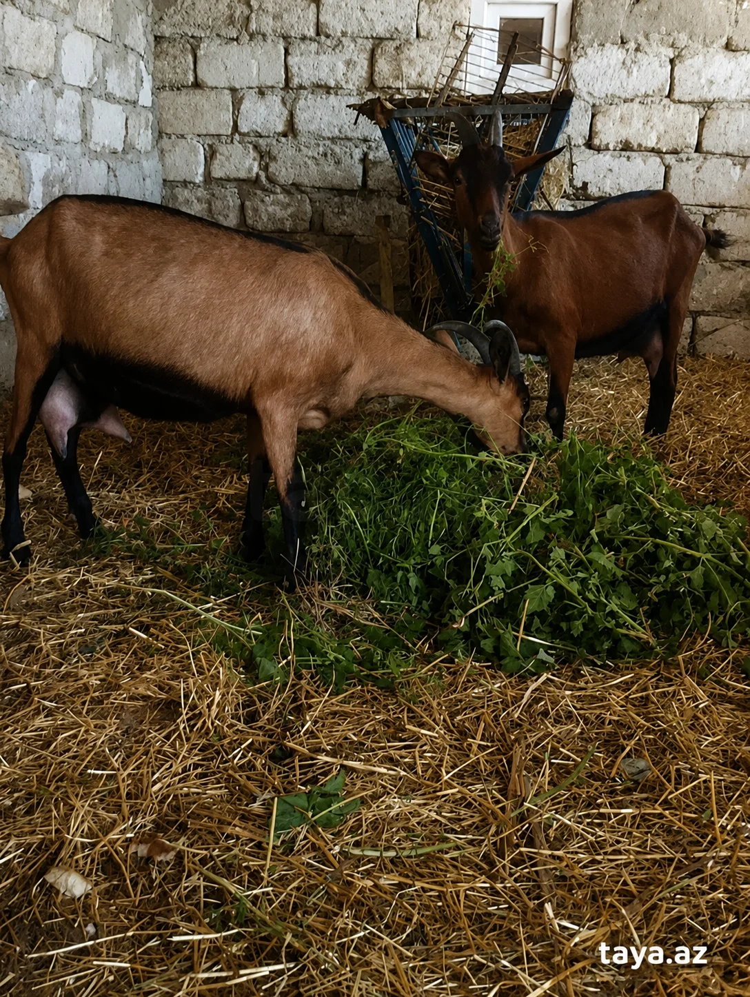 Keçi — Heyvanlar, Quşlar, Balıqlar, Bakı