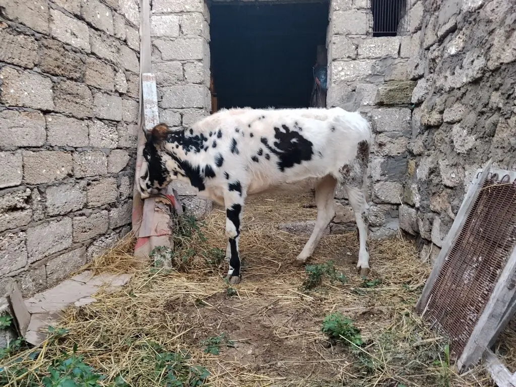 Dana — Heyvanlar, Quşlar, Balıqlar, Bakı