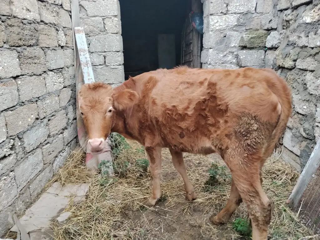 Dana — Heyvanlar, Quşlar, Balıqlar, Bakı
