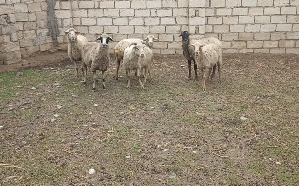 Qoyunlar — Heyvanlar, Quşlar, Balıqlar, Sumqayıt