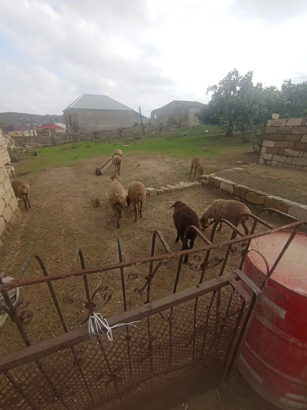Quzular — Heyvanlar, Quşlar, Balıqlar, Xırdalan