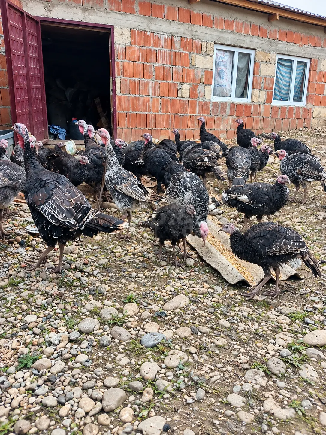 Hinduşkalar — Heyvanlar, Quşlar, Balıqlar, Qusar