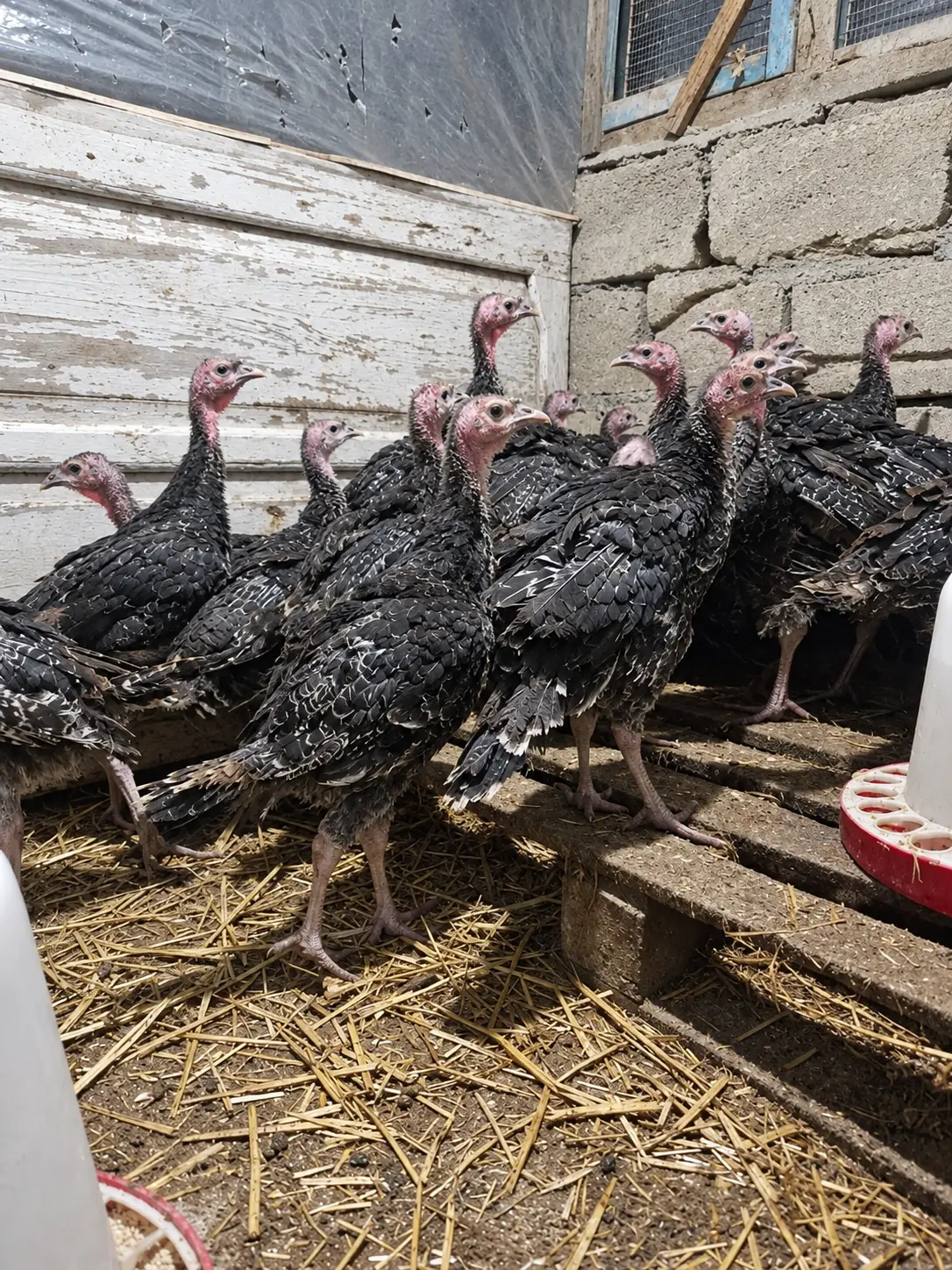 Hinduşkalar — Heyvanlar, Quşlar, Balıqlar, Bərdə