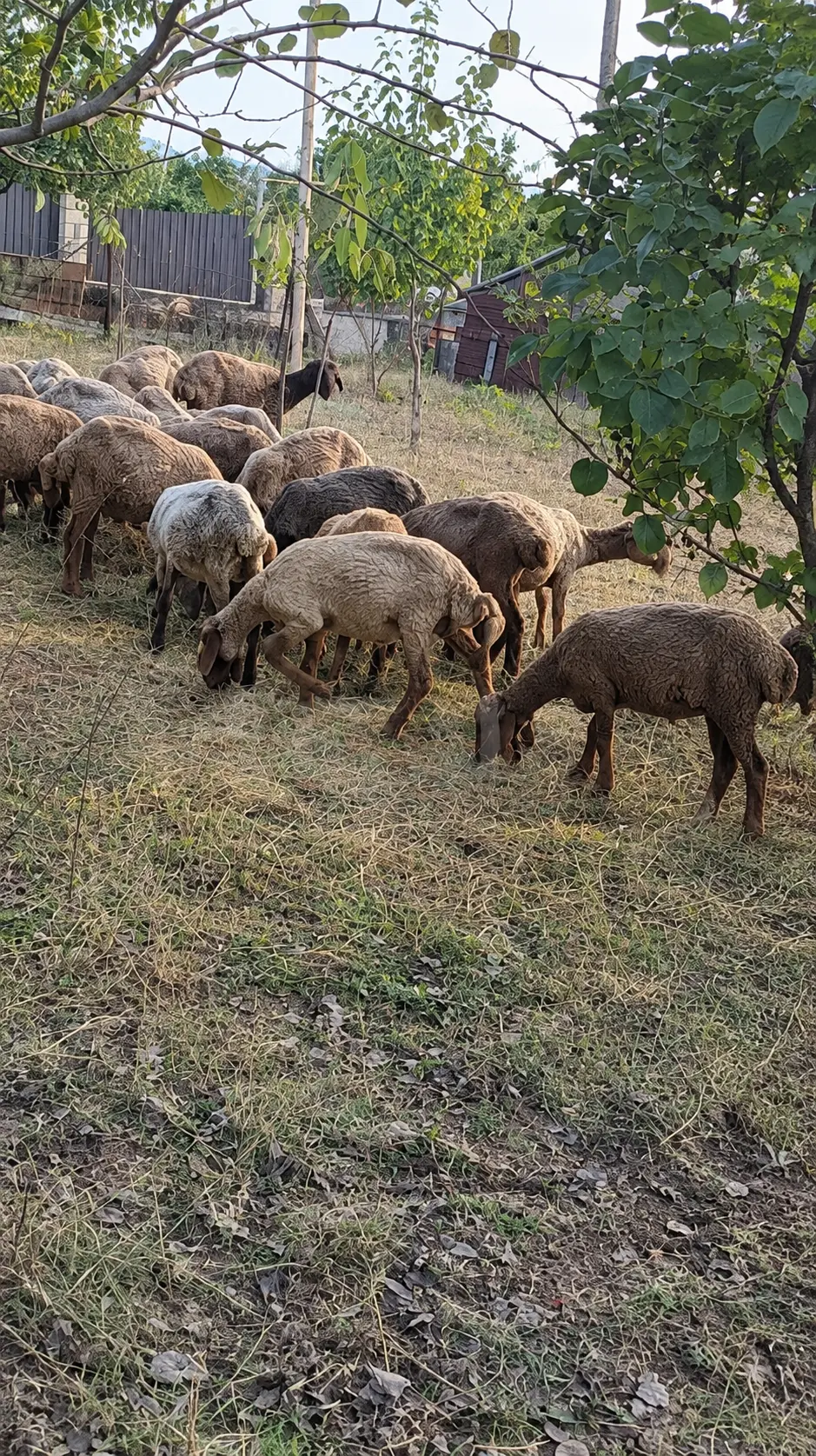 Qazlar — Heyvanlar, Quşlar, Balıqlar, Quba