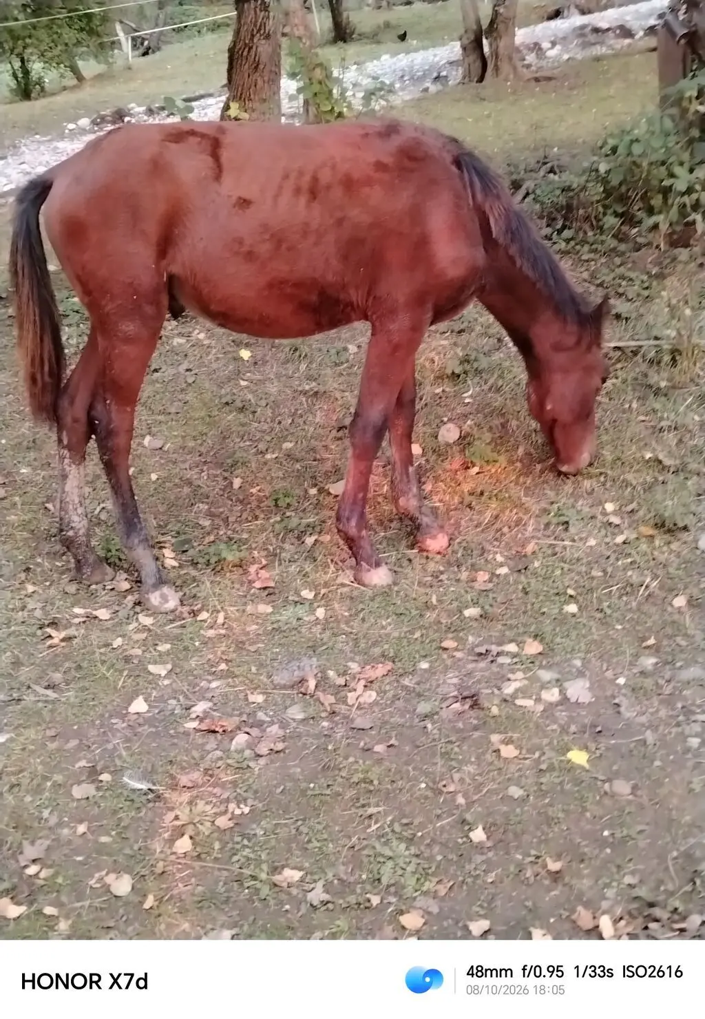 At — Heyvanlar, Quşlar, Balıqlar, İsmayıllı