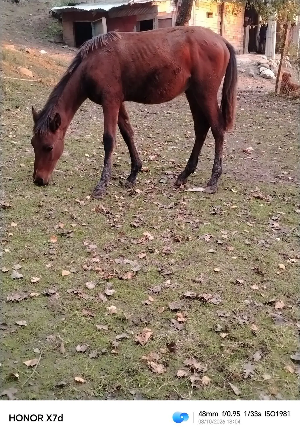 At — Heyvanlar, Quşlar, Balıqlar, İsmayıllı