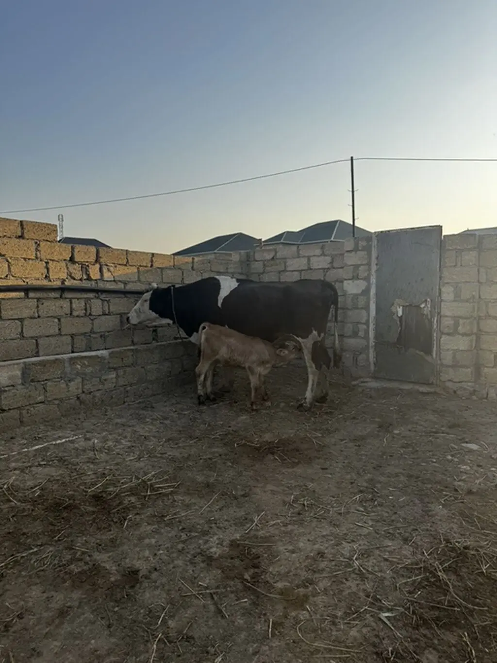 Balalı inək — Heyvanlar, Quşlar, Balıqlar, Sumqayıt