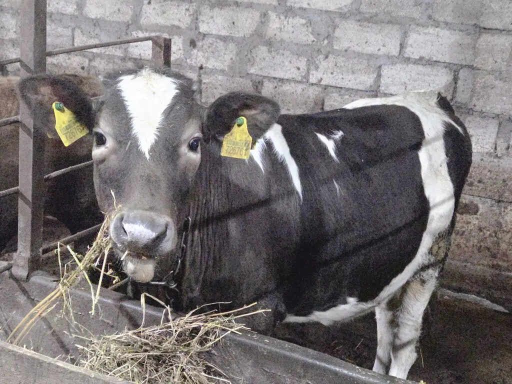 Danalar — Heyvanlar, Quşlar, Balıqlar, Gəncə