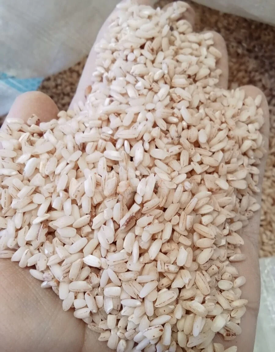 Düyü — Dənlilər, Otlar Yemlər,  Bitkilər, Bakı