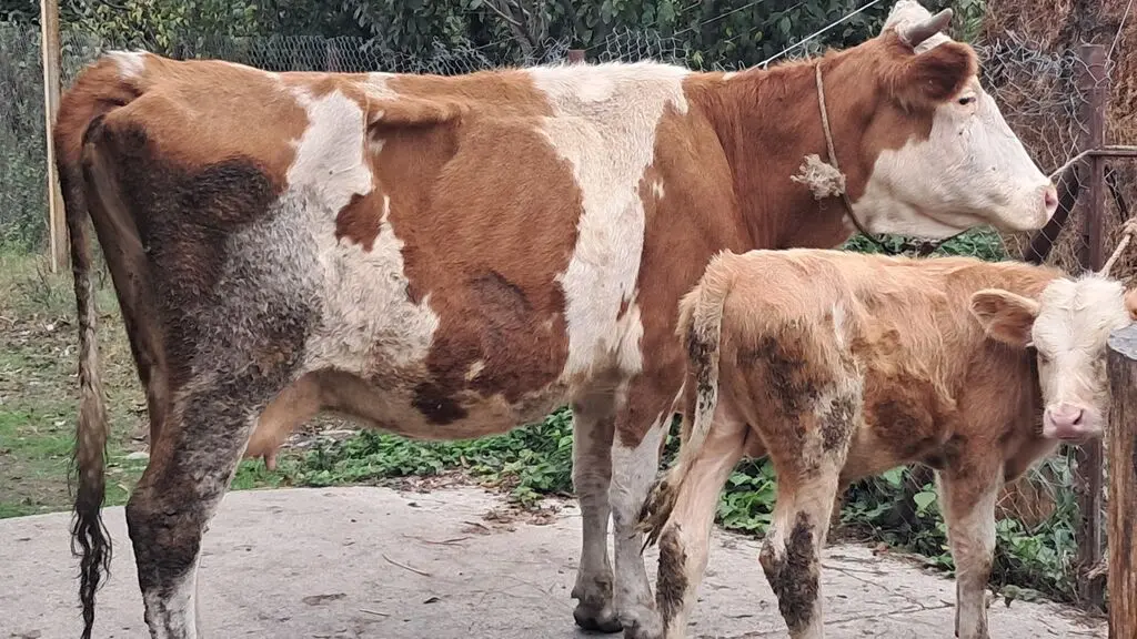 Balalı inək — Heyvanlar, Quşlar, Balıqlar, Xaçmaz
