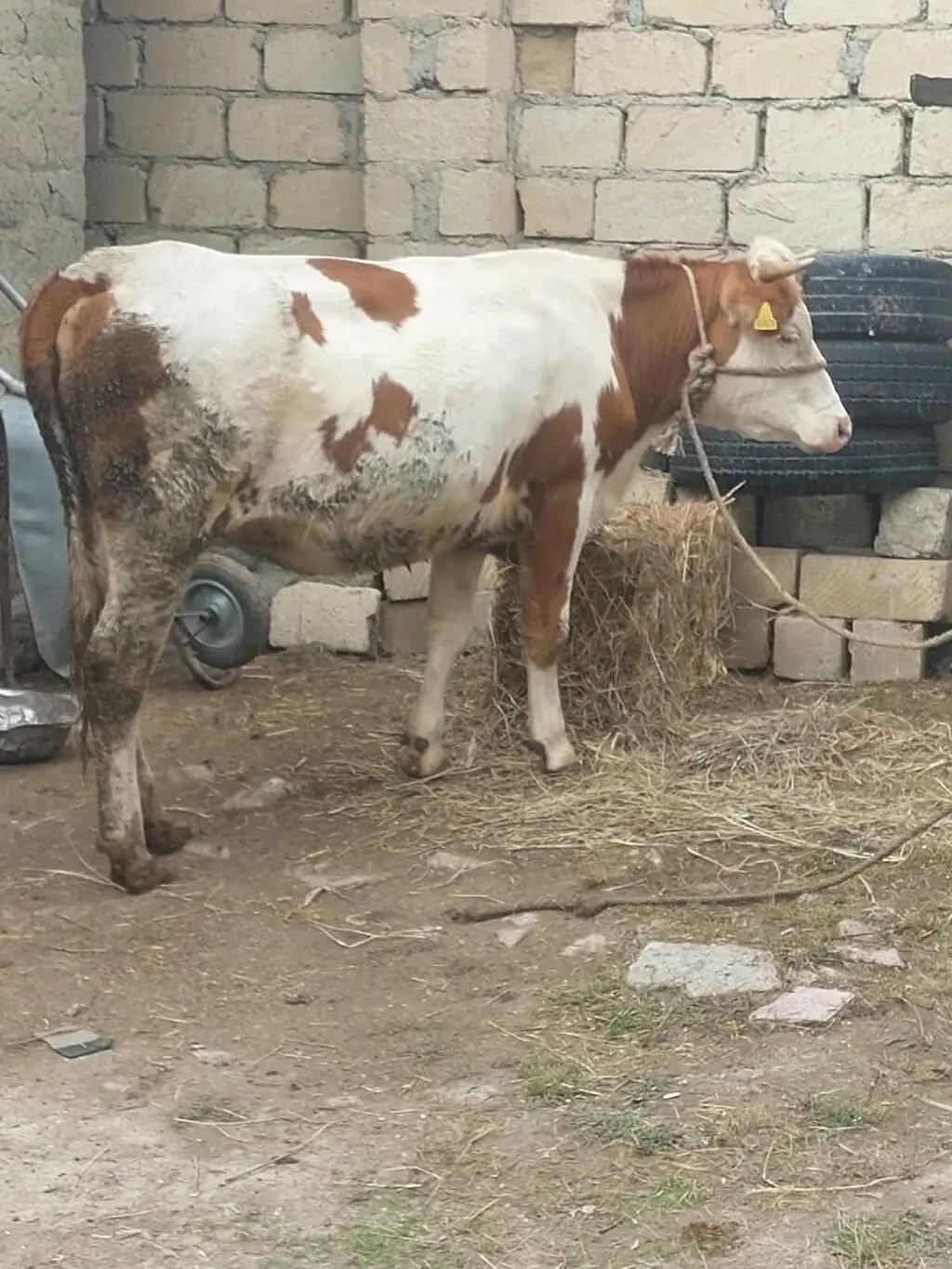 Düyə — Heyvanlar, Quşlar, Balıqlar, Quba