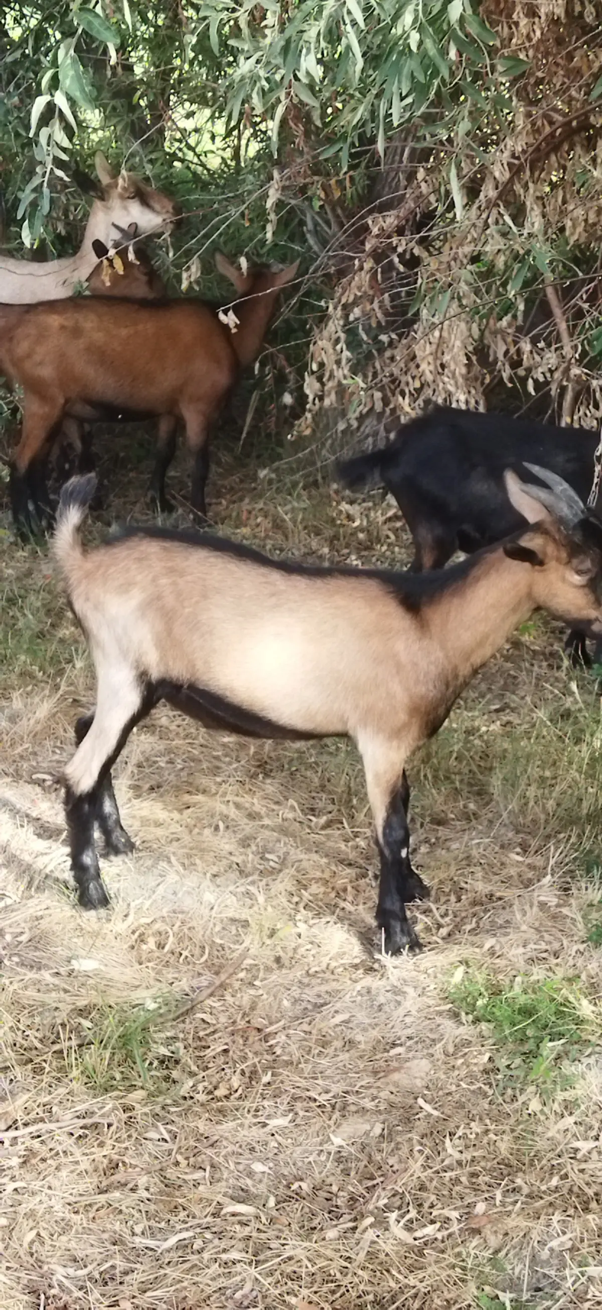 Keçi — Heyvanlar, Quşlar, Balıqlar, Şabran
