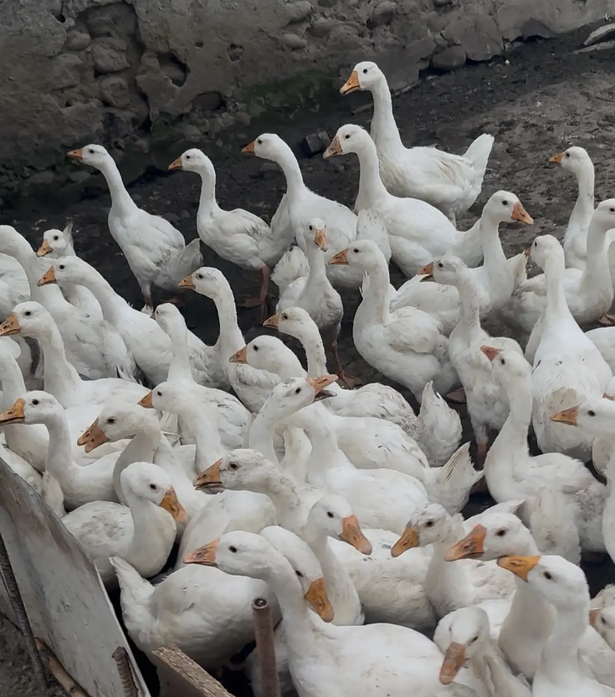 Qaz — Heyvanlar, Quşlar, Balıqlar, Lənkəran