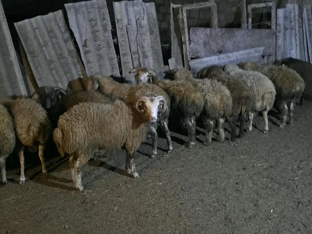Qoyunlar — Heyvanlar, Quşlar, Balıqlar, Sumqayıt