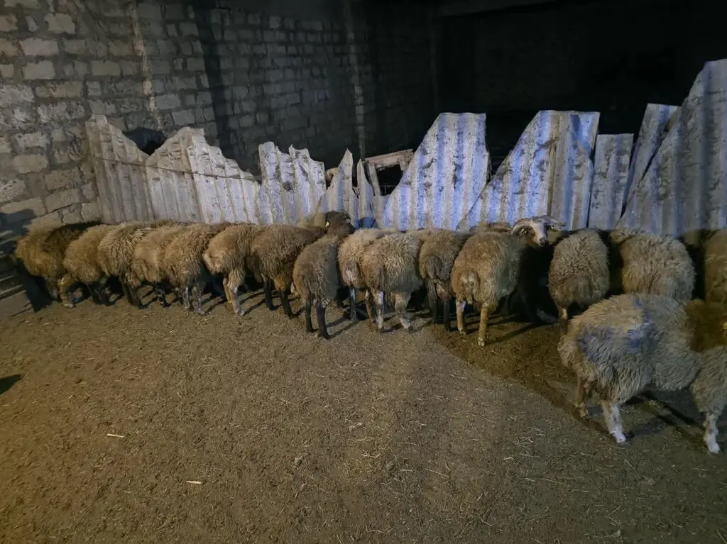 Qoyunlar — Heyvanlar, Quşlar, Balıqlar, Sumqayıt