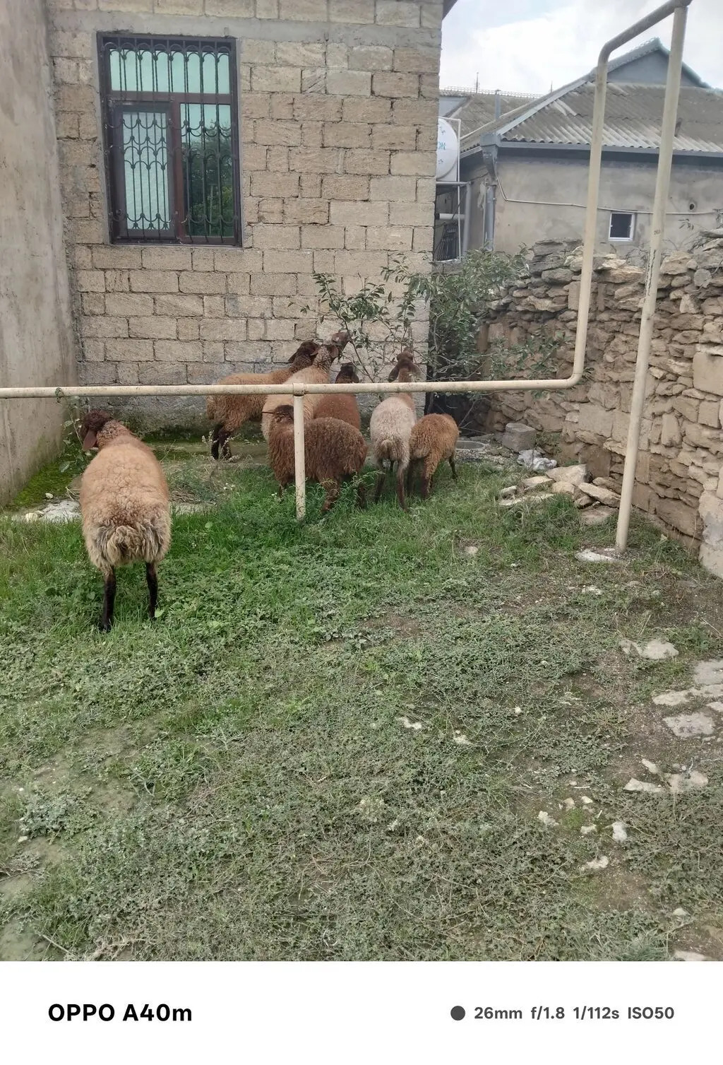Qoyunlar — Heyvanlar, Quşlar, Balıqlar, Bakı