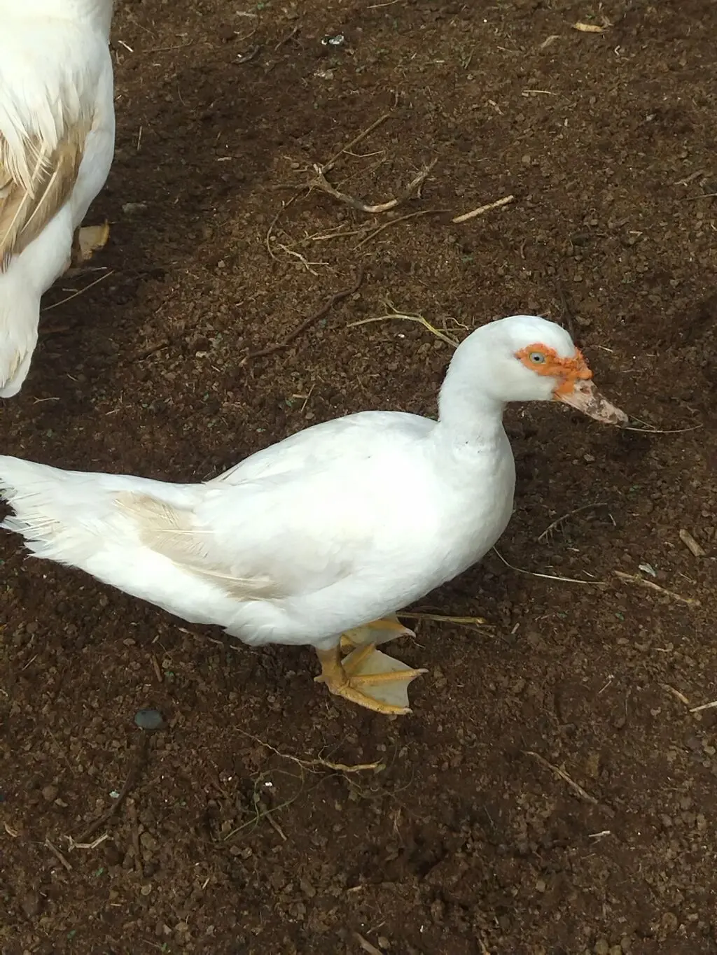 Ördək — Heyvanlar, Quşlar, Balıqlar, Bakı