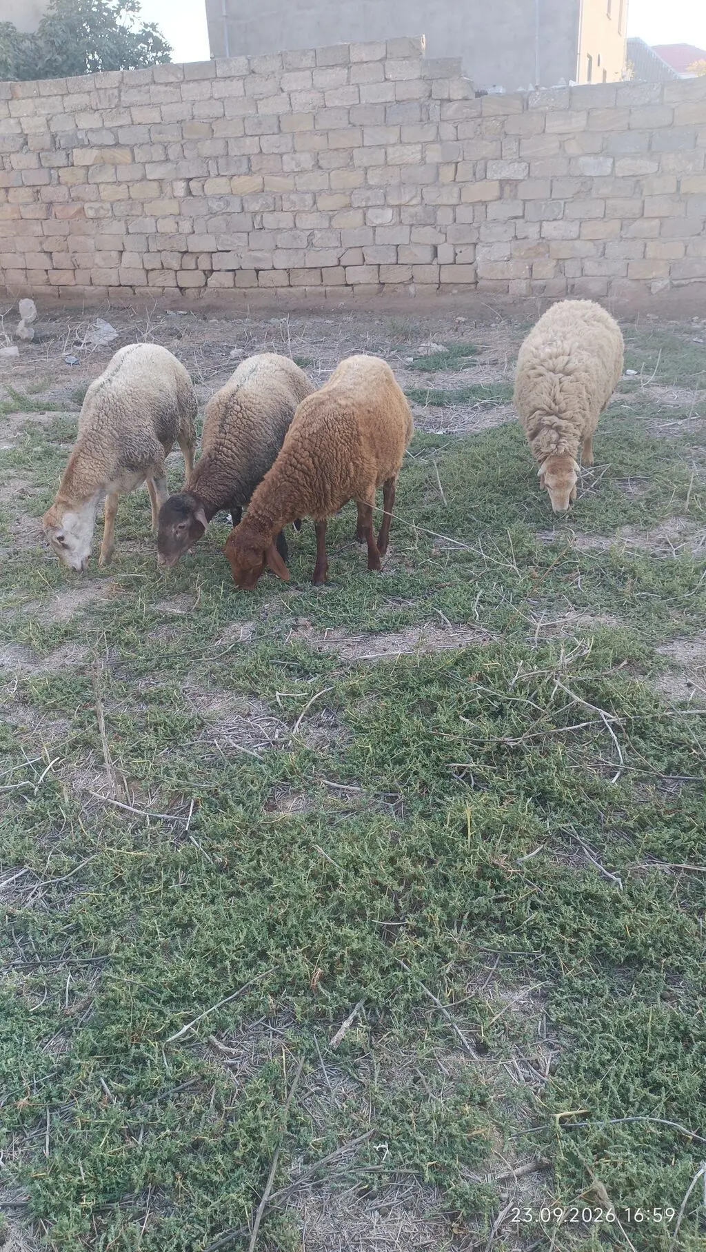 Qoyunlar — Heyvanlar, Quşlar, Balıqlar, Bakı