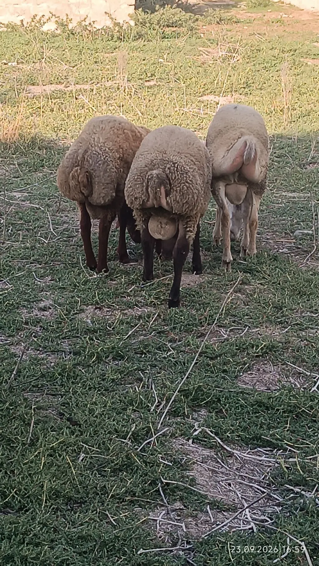 Qoyunlar — Heyvanlar, Quşlar, Balıqlar, Bakı